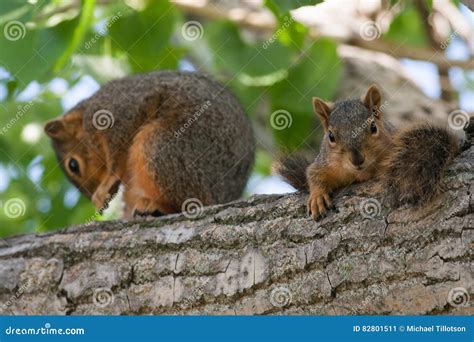 Baby Squirrel Sleeping On Human Hand, Common Indian Baby Squirrel ...