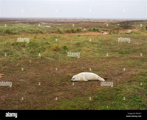 Donna Nook Grey Seal Colony, Lincolnshire Stock Photo - Alamy