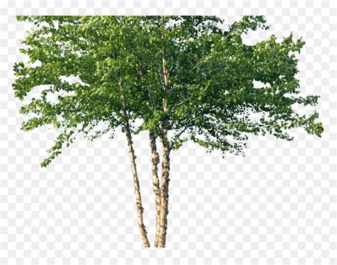 River Birch Tree Png, Transparent Png - vhv