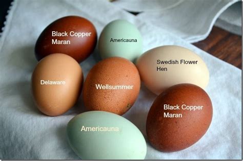 chicken egg color chart - Google Search | Chicken egg colors, Chicken ...