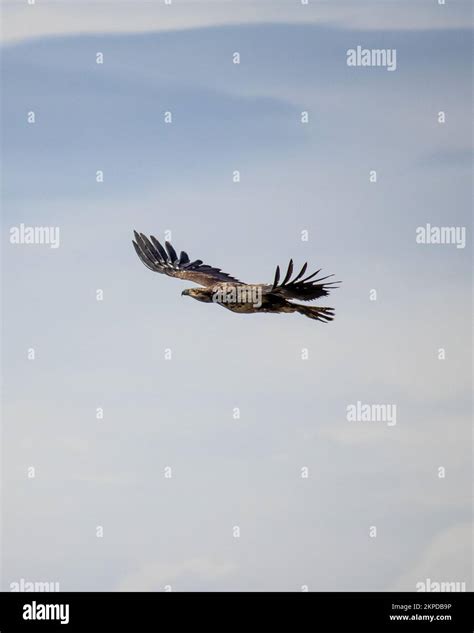 A vertical closeup of a flying hawk Stock Photo - Alamy