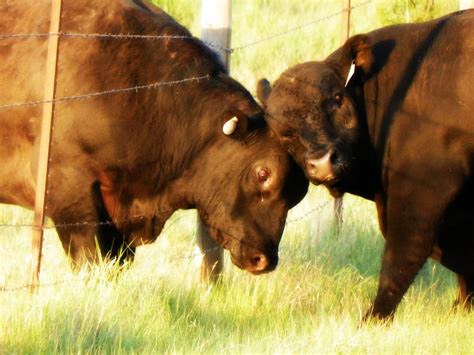 Bulls fighting | Bull, Animals, Art photography