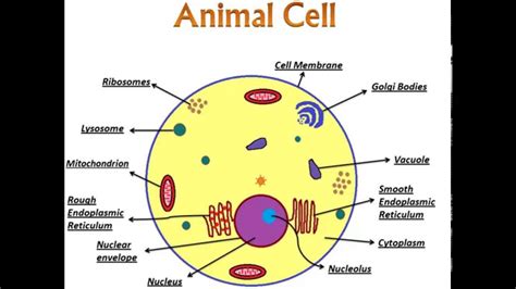 An Introduction to Animal Cell and its organelles - YouTube