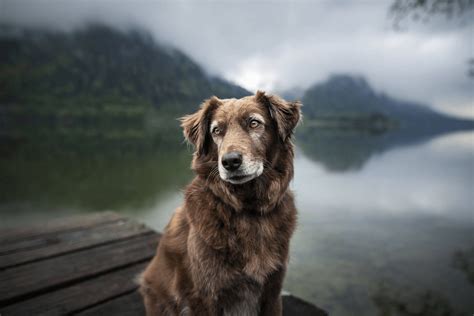 Is your aging dog showing signs of forgetfulness? New insights on how canine brains age ...