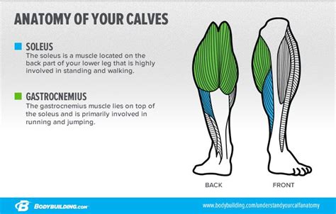 6 Lessons That Will Transform Your Calves | Calf exercises, Muscle ...