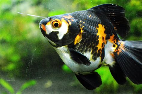 Misuzu's Fancy Goldfish: Breeding stars