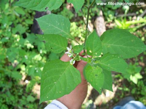 Hierba mora (Solanum nigrum) - Fitochapingo