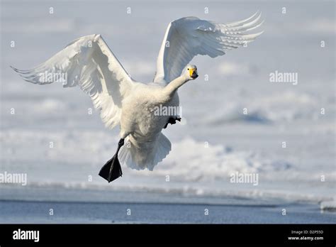 Flying Whooper Swan landing Stock Photo - Alamy