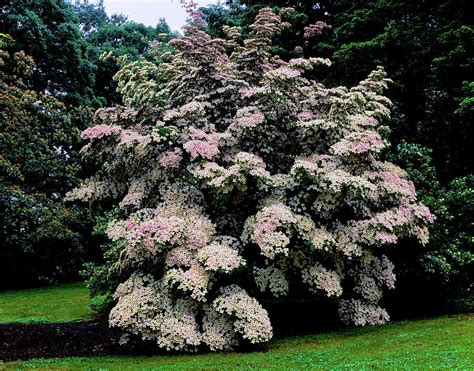 Kousa Dogwood Trees Cornus Kousa Photograph by Panoramic Images