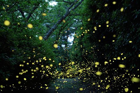 Japanese Fireflies In Forest Photograph by Hiroya Minakuchi - Pixels