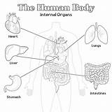 Human Internal Organs Coloring Page  Pages Mimi Panda sketch template