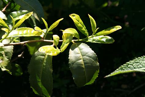 Camellia sinensis | Plant leaves, Herbs, Plants