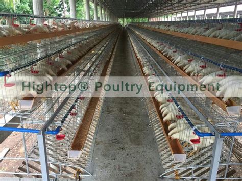 Top 10 Types of Equipment for Layer Chicken Farming