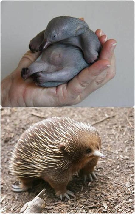 The name echidna refer to any member from three species of native ant ...