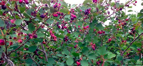 The Saskatoon Farm: U Pick Saskatoons In Calgary — The Blog According To Buzz