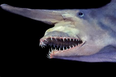 Where Do Goblin Sharks Live? - The Animalista