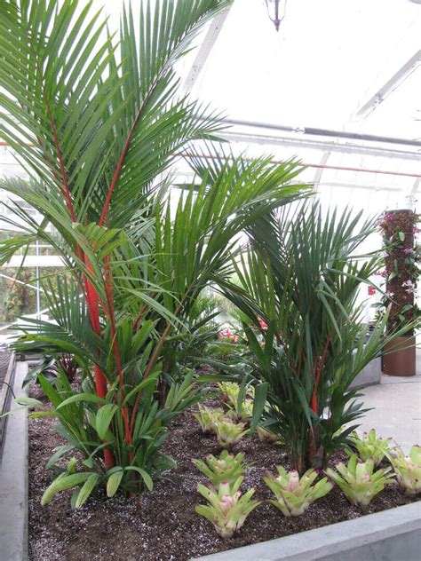 How to Source Unique Tropical Plants - Planterra