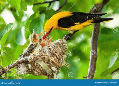 Yellow Golden Oriole Feeding Its Younglings on Nest in Summer Stock Photo - Image of avian ...