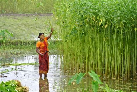 With no govt support, farmers shun jute farming in Balasore - OrissaPOST