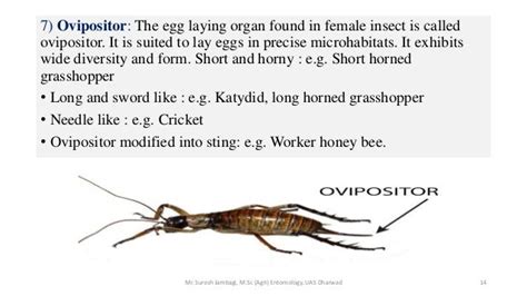 Insect abdomen and its appendages