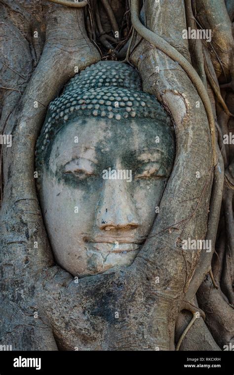 Buddha Head in banyan tree roots Wat Mahatha Ayutthaya Bangkok Thailand ...