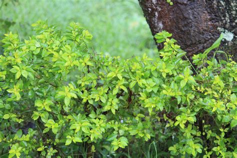 Green Leaves Free Stock Photo - Public Domain Pictures