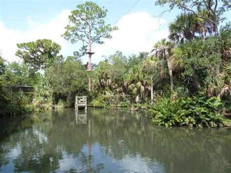 Wild Florida - American Alligator Swamp - ZooChat