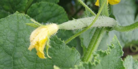 Cucumis sativus - description and flowering period, general ...