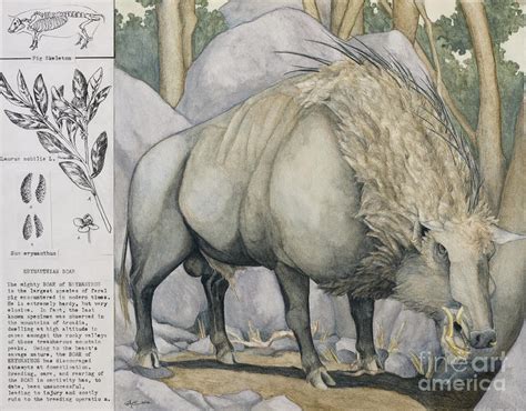 Erymanthian Boar Drawing by Erin Camarca - Fine Art America