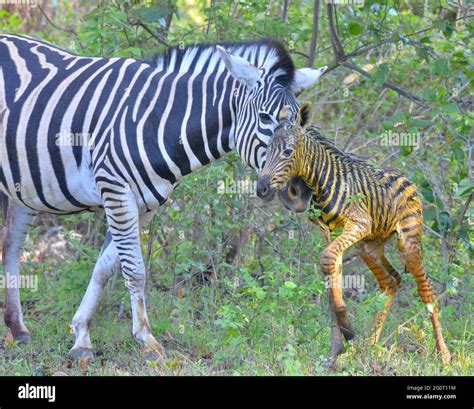 Natural life in Africa. Newborn baby zebra foal still wet and shiny ...