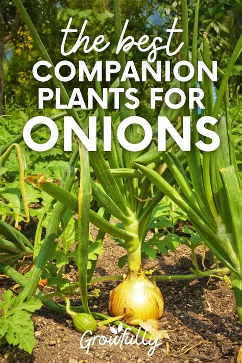 Best (and Worst) Onion Companion Plants: Backed by Science - Growfully