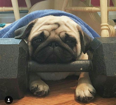 Workout time... #pugpuppies | Cute pugs, Pugs, Baby pugs