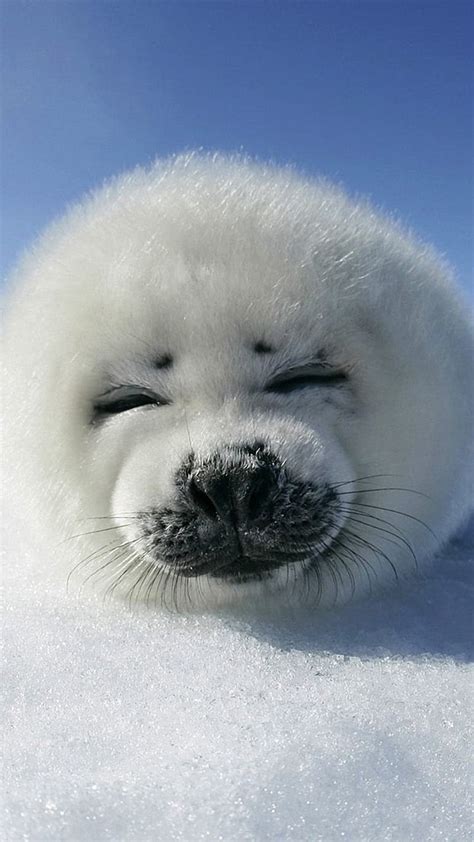 Cutest Baby Seal Ever