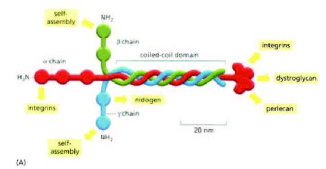 9 Structure of the laminin molecule. (From [1]) | Download Scientific Diagram