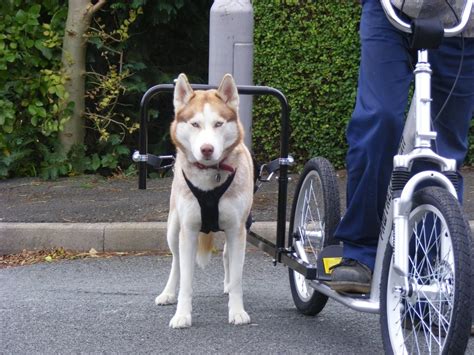 Pawtrekker Dog Scooter Sidewalker System - Onlineshop Lasagroom