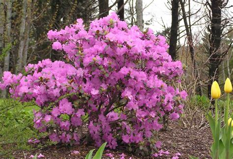 Rhododendron PJM Group | Plant Profile – Sylvan Gardens Landscape ...