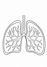 Human Lungs Coloring Page sketch template