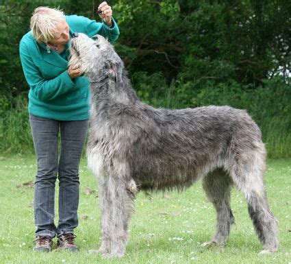 The Largest Irish Wolfhound | Most Wolfhounds like to spend plenty of time outdoors, preferably ...