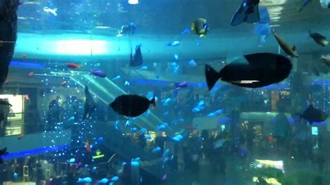 Inside the aquarium of Morocco Mall - YouTube