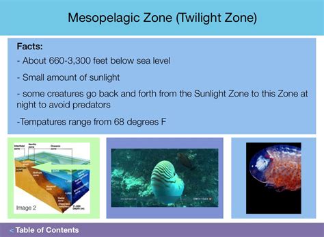 Mesopelagic Zone