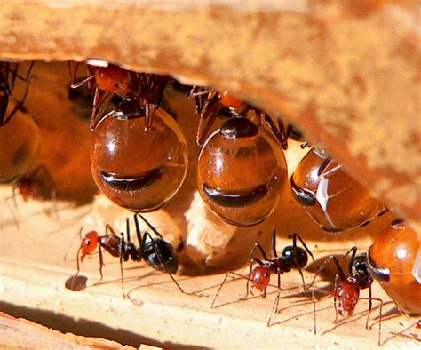 Honeypot Ants | Fun Animals Wiki, Videos, Pictures, Stories