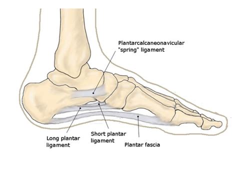 Ligaments and Intrinsic of Foot Flashcards | Quizlet