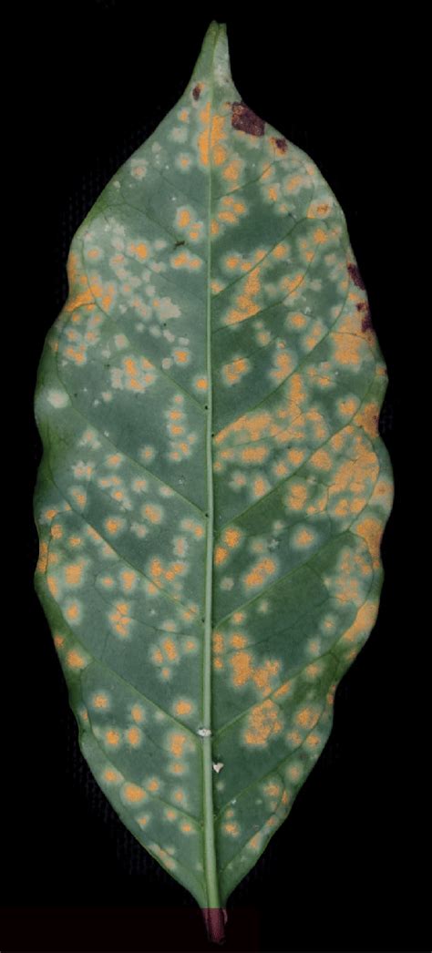 Image of a coffee leaf infected with coffee leaf rust (yellow spores ...