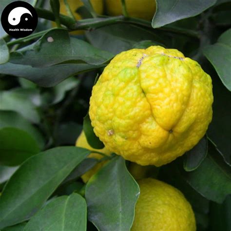 Buy Citrus Medica Tree Semente 30pcs Plant Citron Fruit For Herb Xiang ...