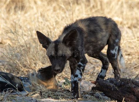 Wolf Pups Play Stock Photos - Free & Royalty-Free Stock Photos from Dreamstime