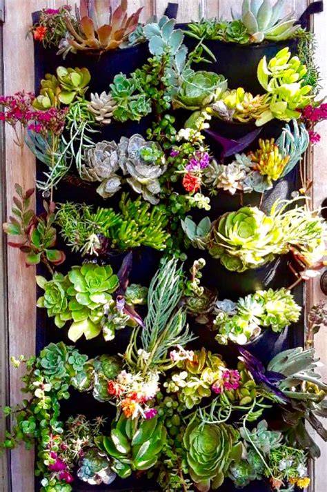 Succulents in Hanging Fabric Planter in South Pasadena, CA | Mission Gardens