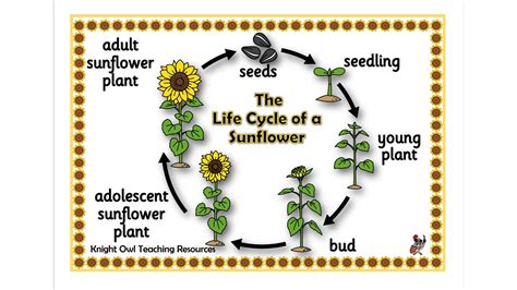 Life Cycle Sunflower Plant Pictures | Best Flower Site