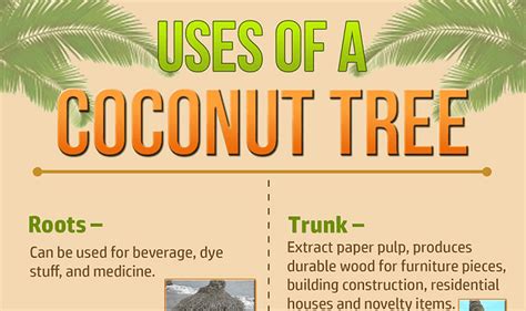 😂 Uses of coconut plant. From roots to leaves, medicinal uses for 7 parts, products of ...