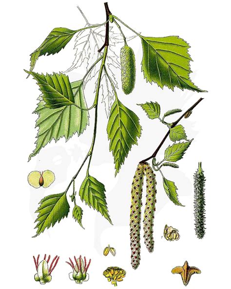 Birch - A Foraging Guide to Its Food, Medicine and Other Uses