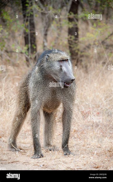 Baboon in its Natural Habitat , Wildlife Observation in South Africa Stock Photo - Alamy